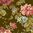 Primrose - Isot kukat ruskea